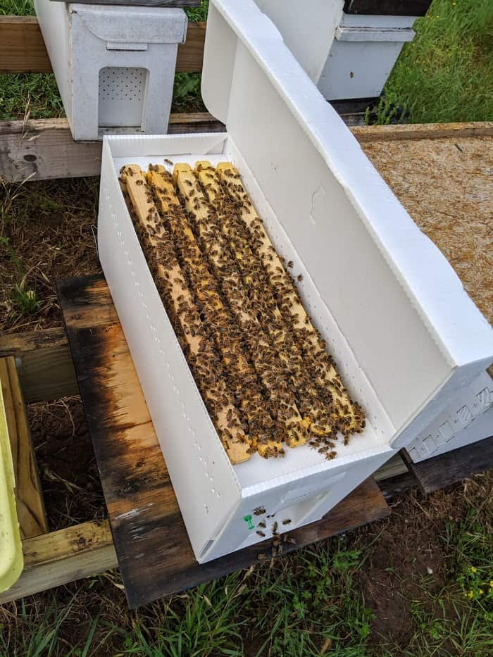 Nuc full payment hogeye honey